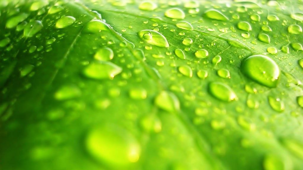 Meaco Water on Leaf